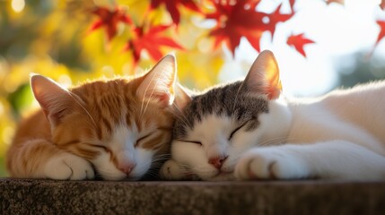Two cats peacefully napping on a sunny wall surrounded by autumn leaves