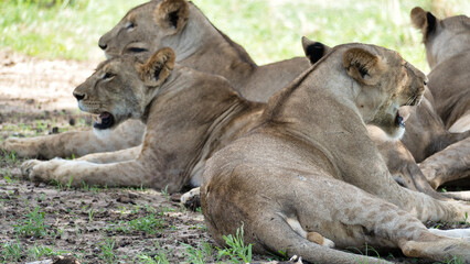 A Serene Group of Lions Calmly Relaxing in the Beautiful Wilderness of Africas Savanna Tarangire...
