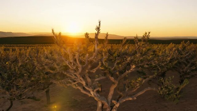 Sweeping crane video of olive trees in a grove, warm sunset hues, mediterranean, horizon, establishing, the camera sweeps over rows of trees, their silvery leaves catching the last rays
