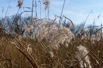 Feathery Grass Seed Heads in Nuthe-Nieplitz Nature Park, Germany