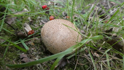 Mushroom on the Forest Floor