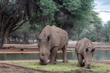 Fototapeta premium White rhinoceros or square-lipped rhinoceros with her newborn baby in Etosha National Park, Namibia.
