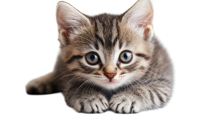 Obraz premium Playful gray kitten with striking blue eyes resting on soft surface, showcasing curiosity and charm in indoor setting