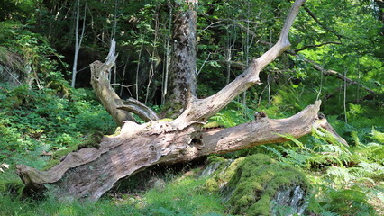 Weathered Tree Trunk