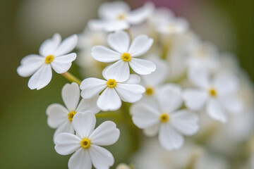 close up of a bunch of white flowers on a green background