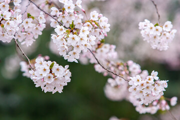 봄날 벚꽃의 개화
