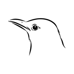 Australian blackbird, vector sketch Blackbird illustration