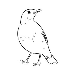Australian blackbird, vector sketch Blackbird illustration