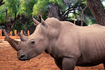 Wild african animals. Portrait of a  white Rhino grazing in a National park