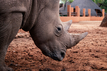 Obraz premium Wild african animals. Portrait of a white Rhino grazing in a National park