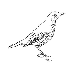 Australian blackbird, vector sketch Blackbird illustration