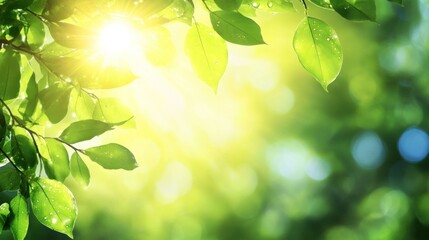 Sunlit Green Leaves with Dewdrops Evoking Serenity in a Natural Scene