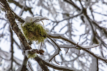 After the snowfall at Lago di Cave