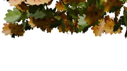 Oak leaves fall on transparent background
