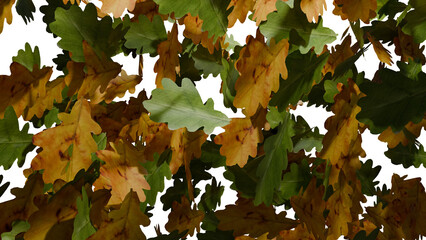 Oak leaves fall on transparent background