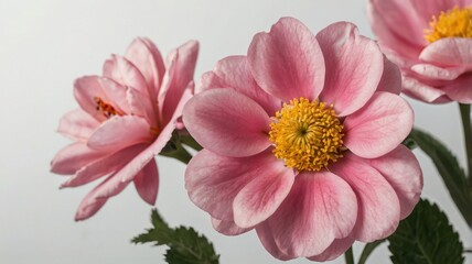 Fototapeta premium Three Pink Flowers with Yellow Centers Blossoming on White Background in Macro Photography