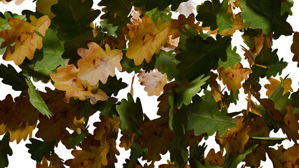 Oak leaves fall on transparent background