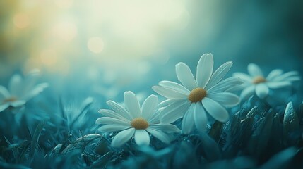 Dreamy daisies sunrise meadow, peaceful morning