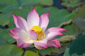 Beautiful pink lotus flower blooming in a pond