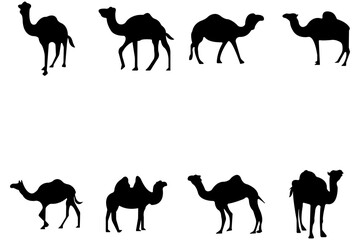Camel Silhouette Vector