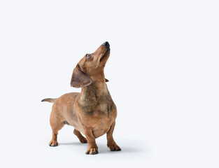 Portrait of a Dachshund looking up