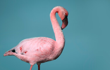 Wild african bird. Pink  african flamingo on  the blue lagoon on a sunny day