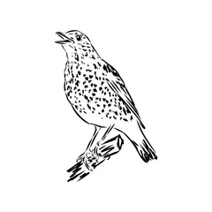 Australian blackbird, vector sketch Blackbird illustration