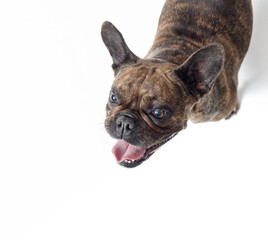 Portrait of a cute French Bulldog top view