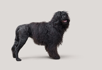 Portrait of a Portuguese Water Dog