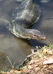 a monitor lizard that comes out of the water and looks for prey