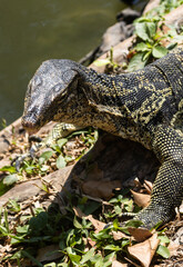A monitor lizard sneaking among the foliage