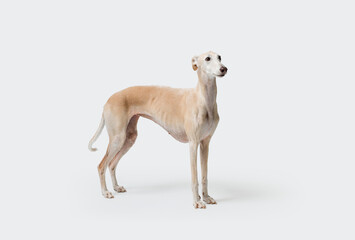 Portrait of a Galgo Spanish Greyhound dog