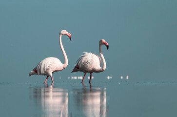 African wild birds. A flock of great flamingos on the blue lagoon against the bright sky