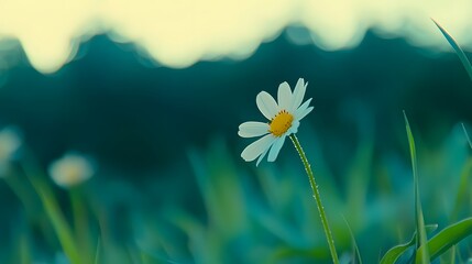 spring flowers in the grass