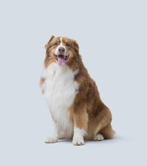 Fototapeta premium Cute Australian Sheperd sitting and posing