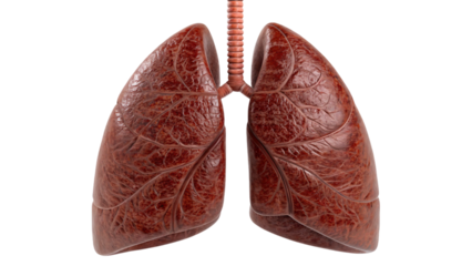 human lung anatomy isolated on white