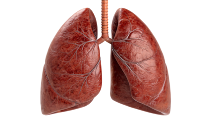 human lung anatomy isolated on white