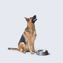 Hungry dog waiting and empty bowl