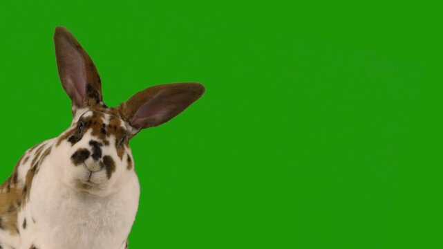 beautiful easter talking bunny on green screen