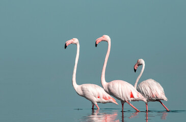 African wild birds. A flock of great flamingos on the blue lagoon against the bright sky