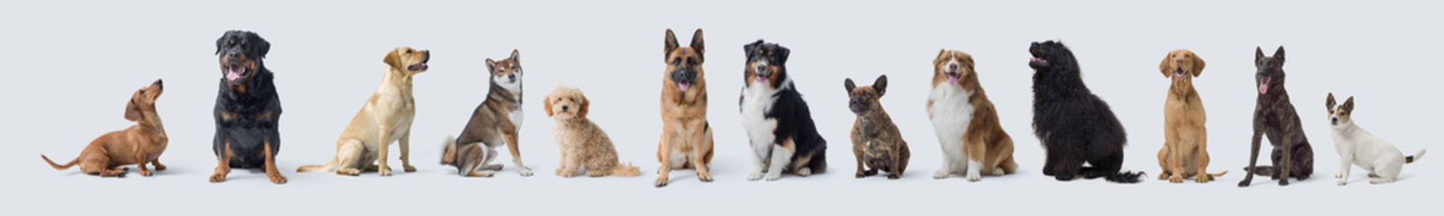 Different dogs sitting on white background
