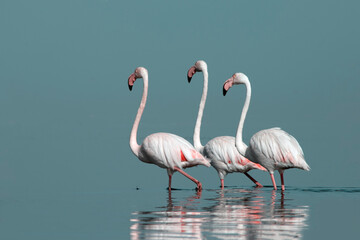 African wild birds. A flock of great flamingos on the blue lagoon against the bright sky