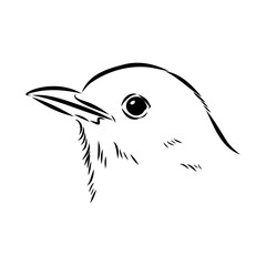 Australian blackbird, vector sketch Blackbird illustration