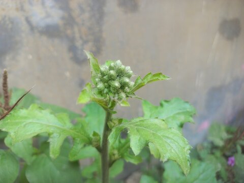 Blumea guchhe is a genus of flowering plants of the family,Bud Flower of the herbal plant blumea lacera