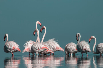 African wild birds. A flock of great flamingos on the blue lagoon against the bright sky