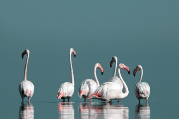 African wild birds. A flock of great flamingos on the blue lagoon against the bright sky