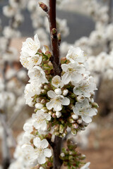 The flowering of cherry trees in the Jerte Valley is an impressive natural spectacle that occurs every spring. Every year flowering is expected to begin in the second half of March, as long as tempera