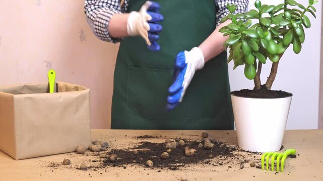 woman in an apron has finished transplanting a houseplant and is taking off her gardening gloves. Houseplant care, annual flower transplant.