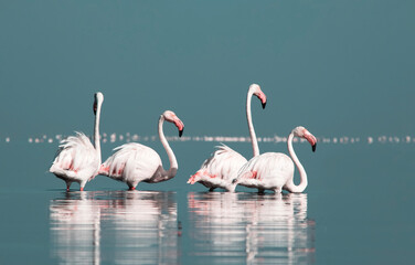 African wild birds. A flock of great flamingos on the blue lagoon against the bright sky
