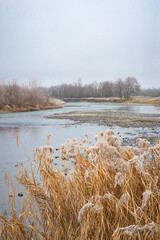 Scenic view of reeds along River Mures in Transylvania, central Romania